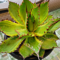 AGAVE BOVICORNUTA DIVINE BOVINE
