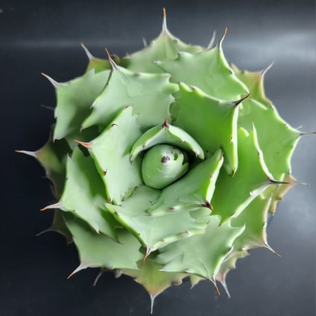 AGAVE ISTHMENSIS INLAND FORM