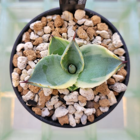 AGAVE PARRYI TRUNCATA ORIZABA