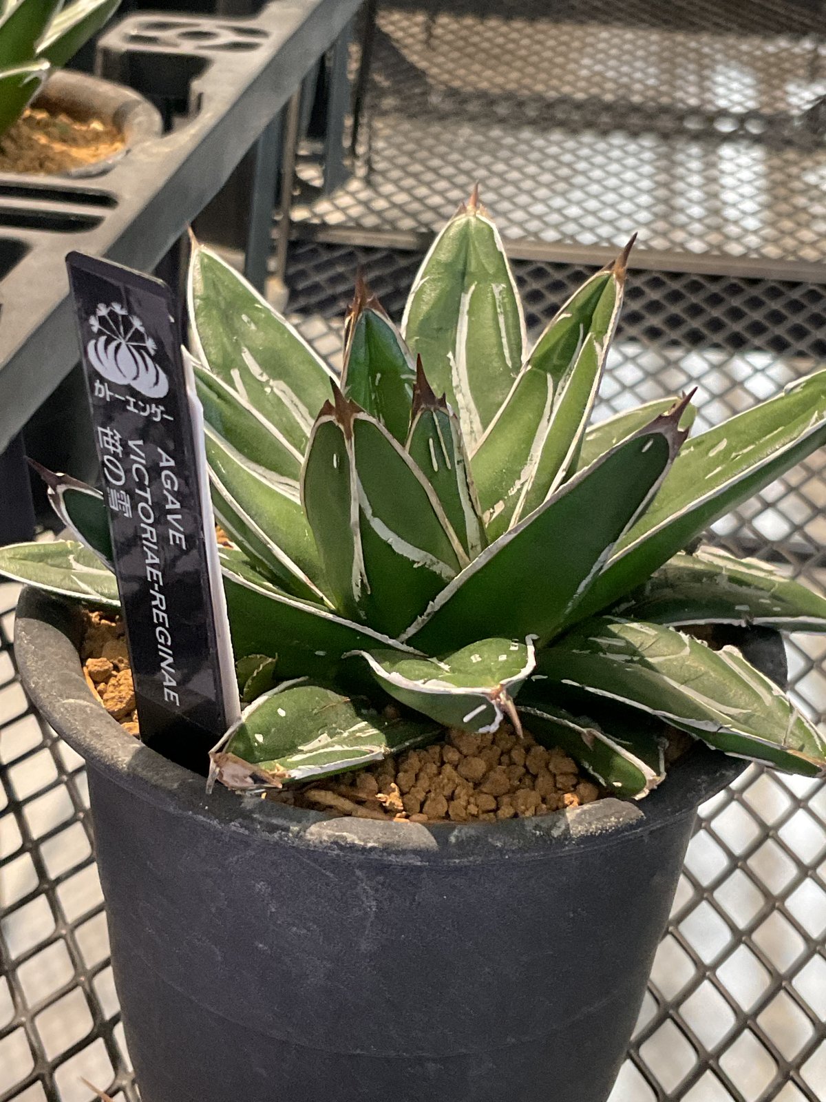 AGAVE VICTORIAE-REGINAE 笹の雪 | カトーエンゲー東京