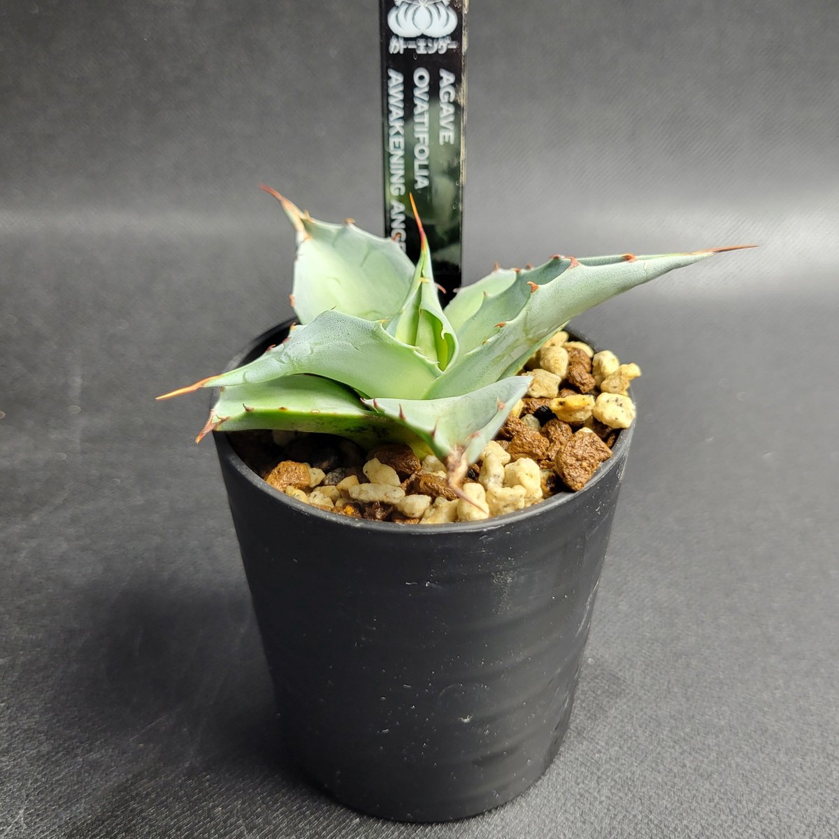 AGAVE OVATIFOLIA AWAKENING ANGEL | カトーエンゲー東京