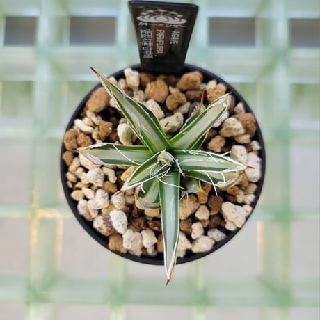 AGAVE PARVIFLORA 姫乱雪白中斑