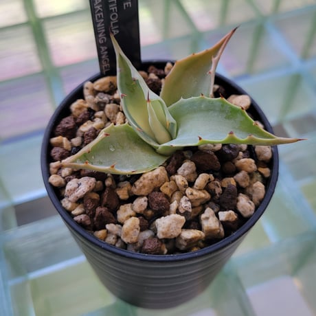 CATEGORY AGAVE | カトーエンゲー東京