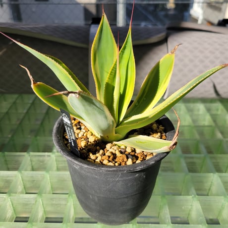 AGAVE BLUE FLAME VARIEGATA
