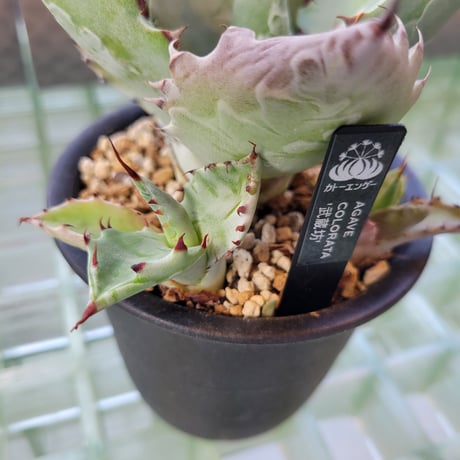 AGAVE COLORATA 武蔵坊