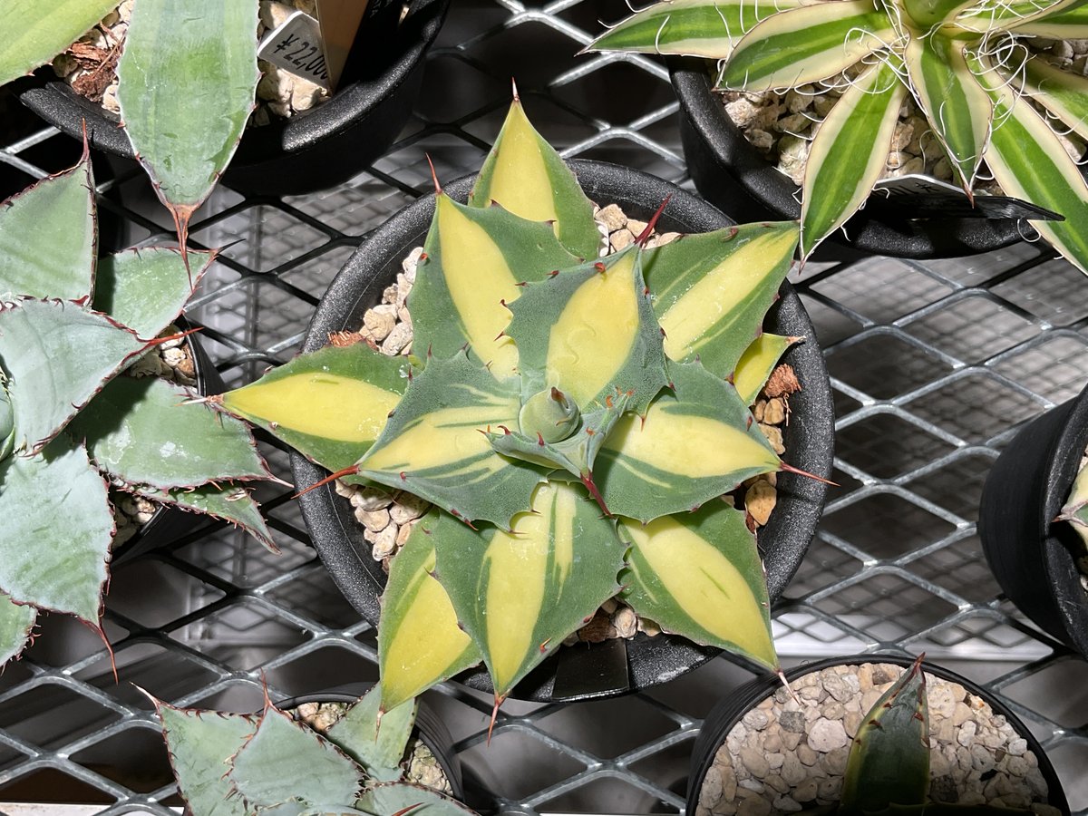 アガベ ウェベリー黄中斑 アガベ ウェベリー黄中斑