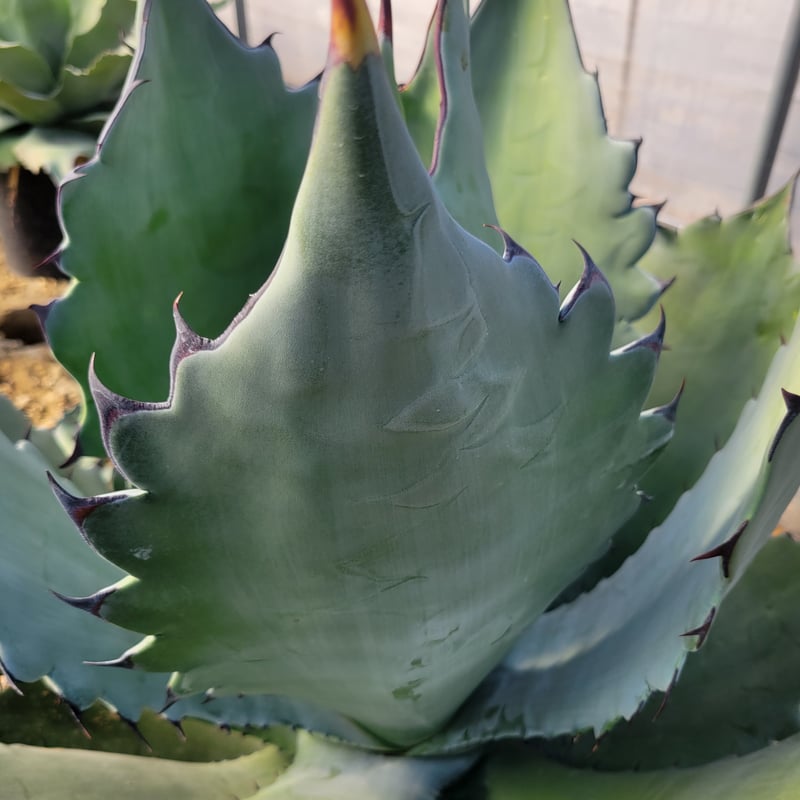 AGAVE TITANOTA X BLUE GLOW | カトーエンゲー東京