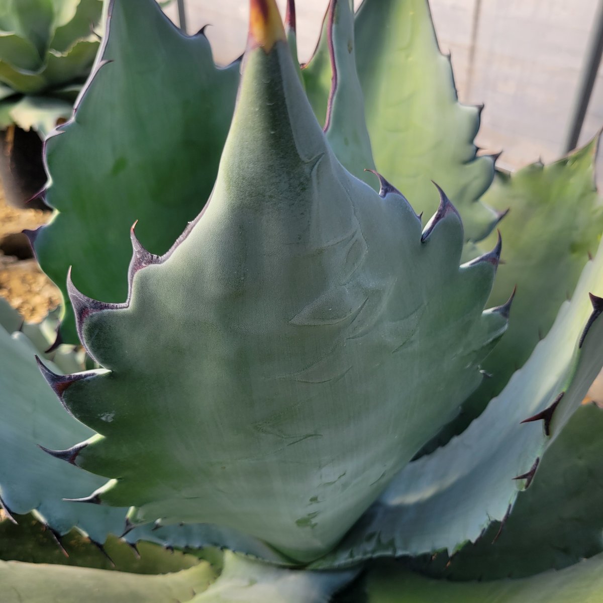 AGAVE TITANOTA X BLUE GLOW | カトーエンゲー東京