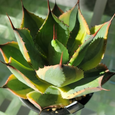 AGAVE POTATORUM 雷神季節冴え覆輪