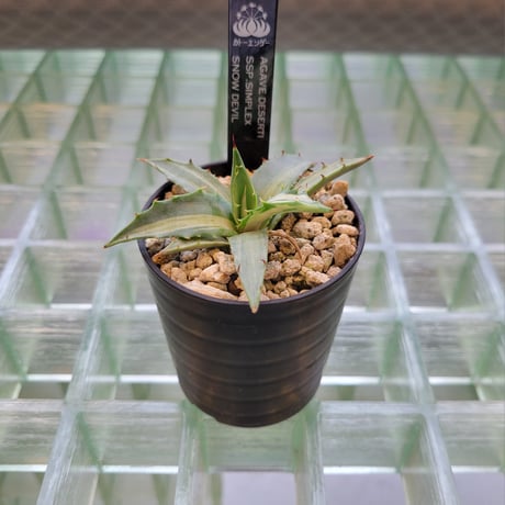 AGAVE DESERTI SIMPLEX SNOW DEVIL