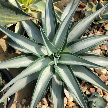 AGAVE DESMETTIANA QUICK SILVER
