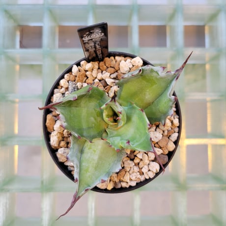 AGAVE COLORATA 黄中斑