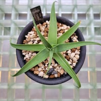AGAVE BRACTEOSA VARIEGATA