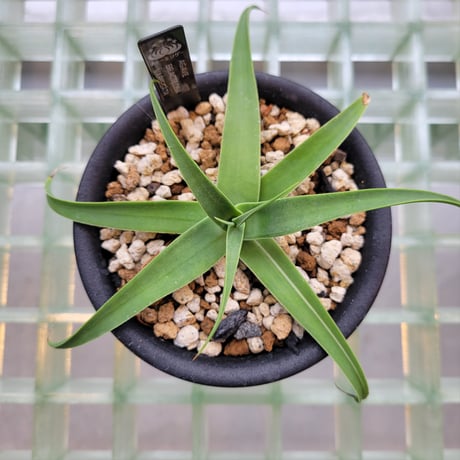 AGAVE BRACTEOSA VARIEGATA
