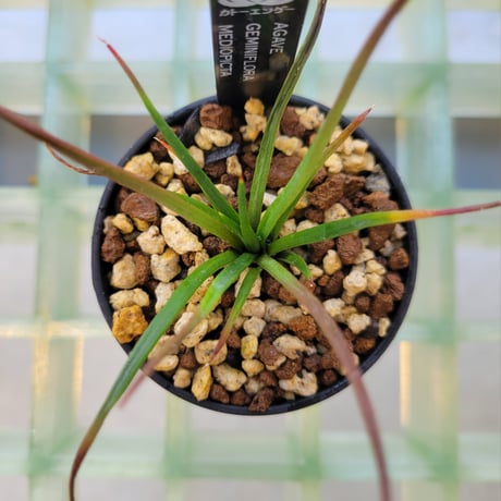 AGAVE GEMINIFLORA MEDIOPICTA