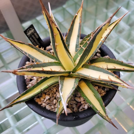 AGAVE GHIESBREGHTII 'WITTE ZEEËGEL'