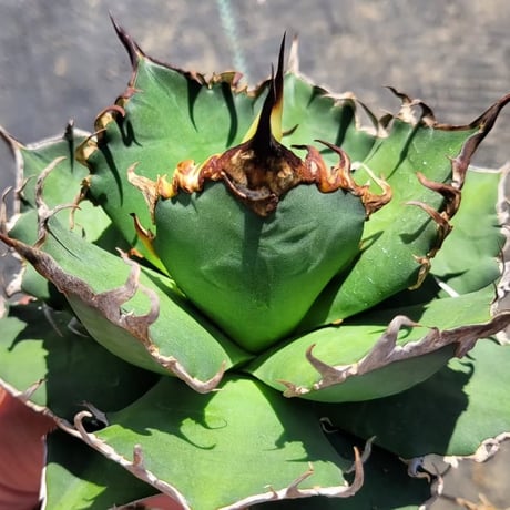 AGAVE FO-076 LACE TYPE
