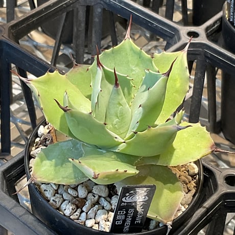 ITEM | カトーエンゲー東京