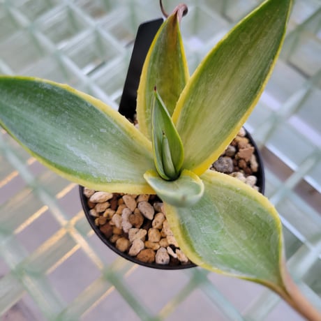 AGAVE DESMETTIANA BLUE MOON