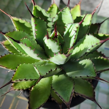 AGAVE 曲刺八荒雷神