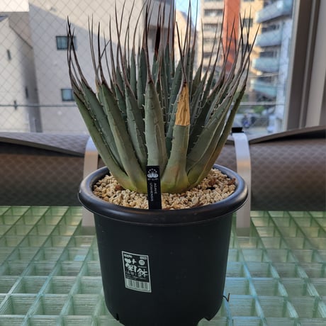 AGAVE UTAHENSIS