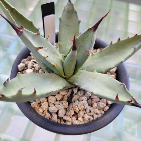 AGAVE MACROACANTHA 連刺タイプ