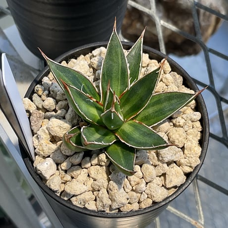 ITEM | カトーエンゲー東京