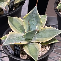 AGAVE PARRYI TRUNCATA JACKPOT | カトーエンゲー東京