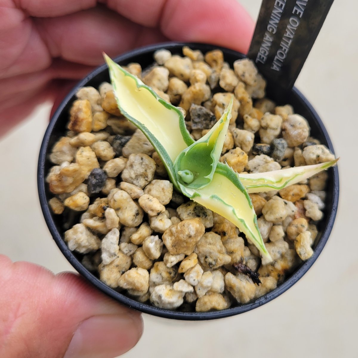 アガベ Agave ovatifolia 'Awakening Angel' 208 AGAVE OVATIFOLIA AWAKENING ANGEL | カトーエンゲー東京