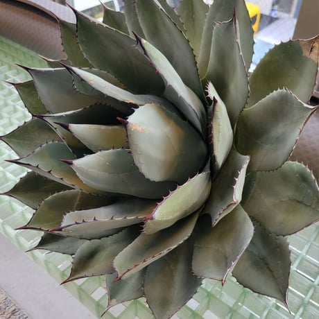 AGAVE PARRYI HUACHUCENSIS