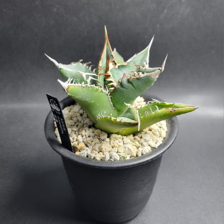 AGAVE TITANOTA 波濤