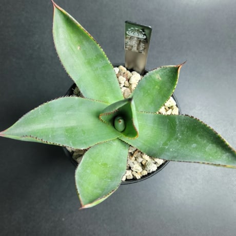 AGAVE CELSII NOVA