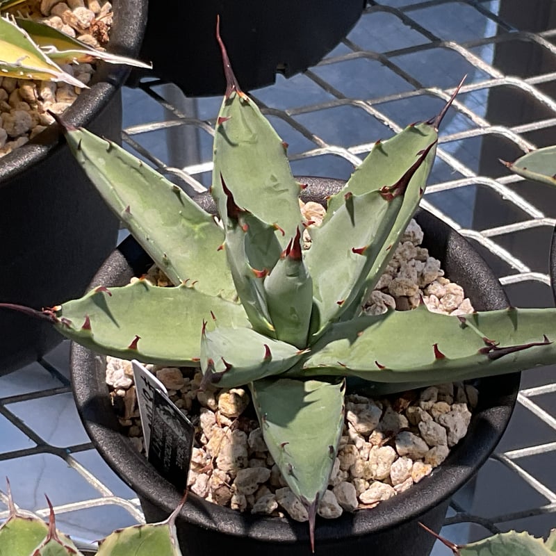 アガベ　マクロアカンサ　‘Merge teeth’ 連棘　曲棘　親サイズ アガベ 