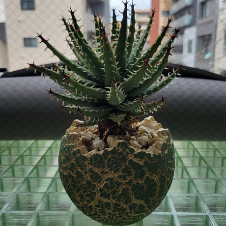 ALOE ERINACEA×KONECT FANG KTE MODEL