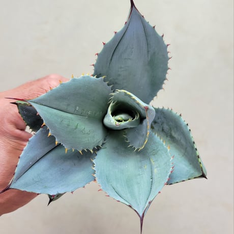 AGAVE PARRYI 姫吉祥天