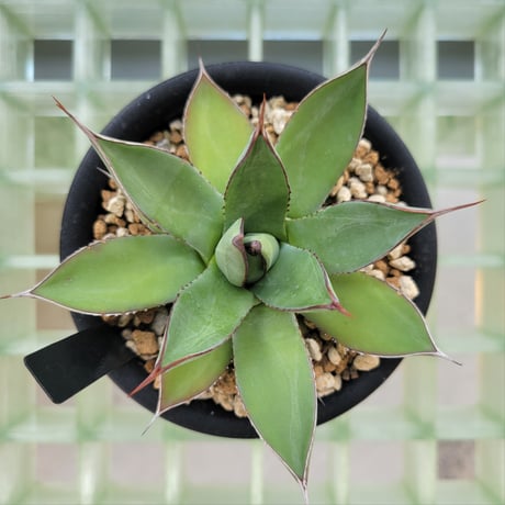 AGAVE BLUE EMBER