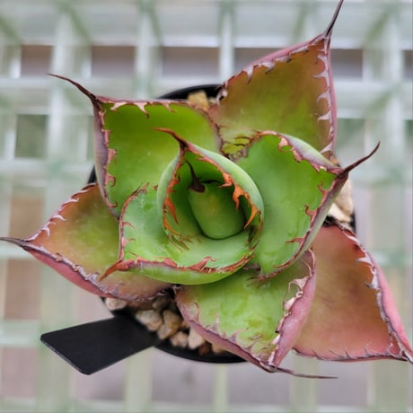 AGAVE BOVICORNUTA