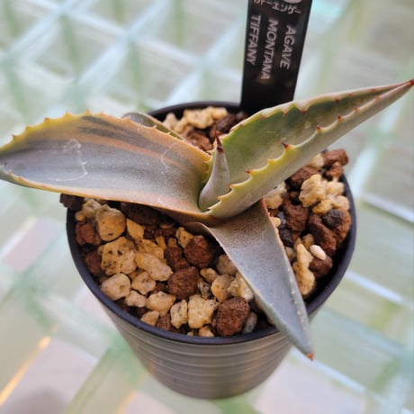 AGAVE MONTANA TIFFANY