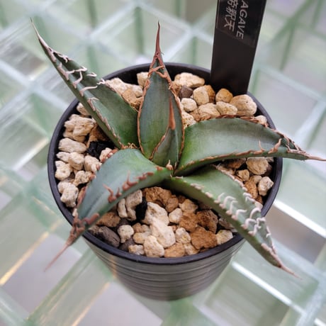 AGAVE 帝釈天