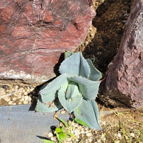 AGAVE PARRYI 姫吉祥天