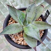 AGAVE OVATIFOLIA MARGINATA