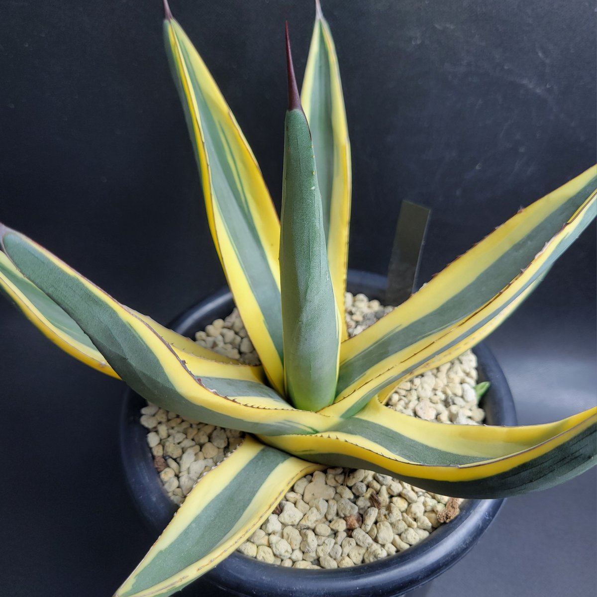 AGAVE NICKELIMA GREAT WHITE SHARK | カトーエンゲー東京