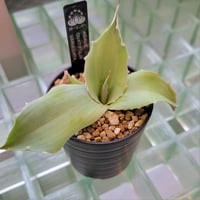 AGAVE OVATIFOLIA VARIEGATA(霜降り)