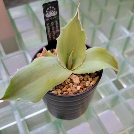 CATEGORY AGAVE | カトーエンゲー東京