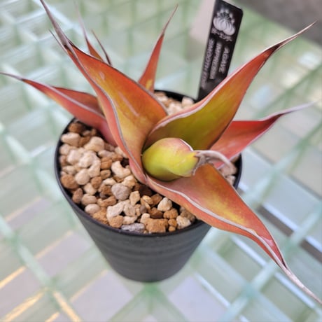 AGAVE IMPRESSA SMOOTH EDGE