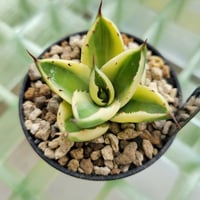 AGAVE SUPER CROWN