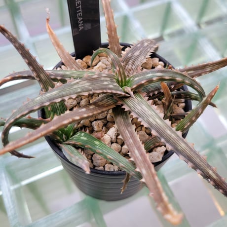 ALOE FLEURETTEANA