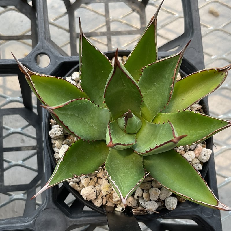AGAVE ARIZONICA 小型アリゾニカ | カトーエンゲー東京