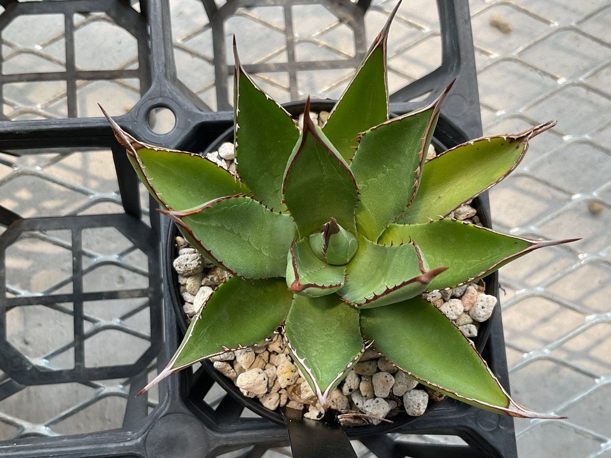 fit=scale-down,w=1200