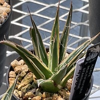 AGAVE MULTIFIRIFERA STARSHINE